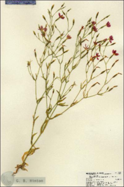 URN_catalog_HBHinton_herbarium_22313.jpg.jpg