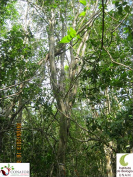 51194_S1_ARC_20130609_012_001.jpg.jpg