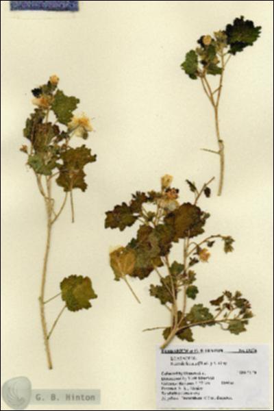 URN_catalog_HBHinton_herbarium_19274.jpg.jpg
