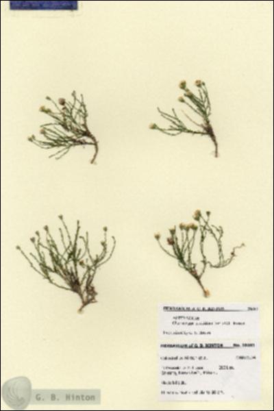 URN_catalog_HBHinton_herbarium_28681.jpg.jpg