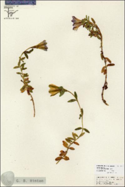 URN_catalog_HBHinton_herbarium_26751.jpg.jpg