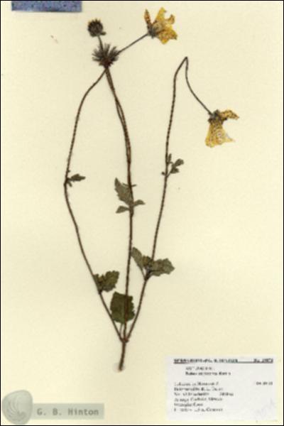 URN_catalog_HBHinton_herbarium_19074.jpg.jpg