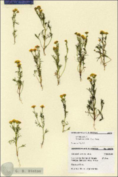 URN_catalog_HBHinton_herbarium_28676.jpg.jpg