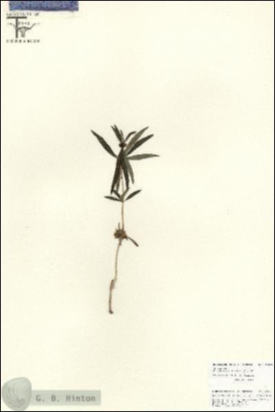 URN_catalog_HBHinton_herbarium_25878.jpg.jpg