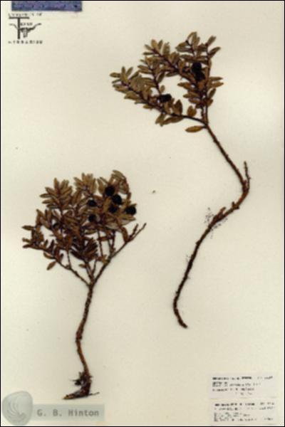 URN_catalog_HBHinton_herbarium_26149.jpg.jpg