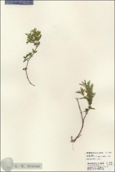URN_catalog_HBHinton_herbarium_23728.jpg.jpg
