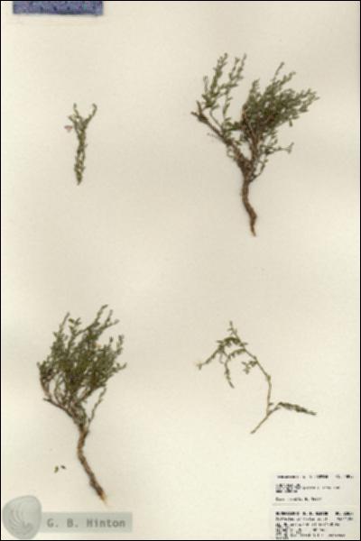 URN_catalog_HBHinton_herbarium_23859.jpg.jpg