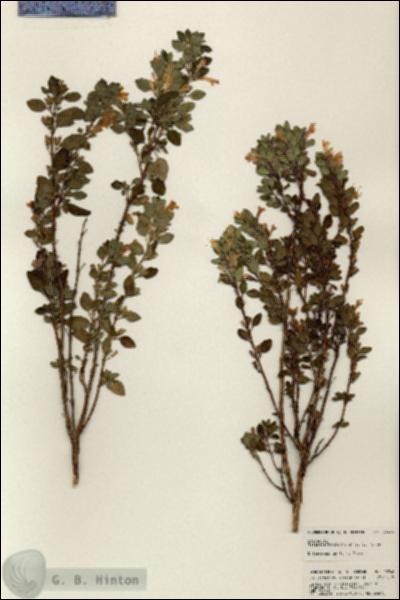 URN_catalog_HBHinton_herbarium_23946.jpg.jpg
