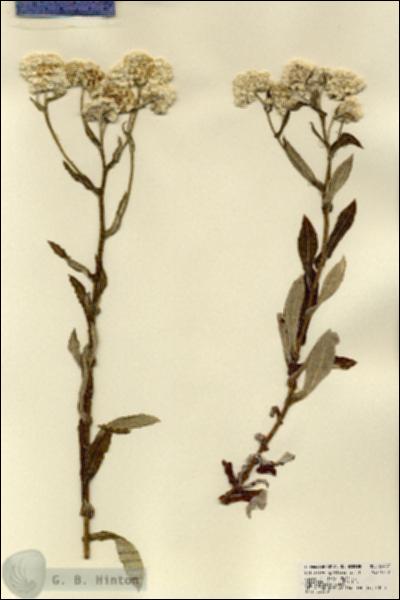 URN_catalog_HBHinton_herbarium_22487.jpg.jpg