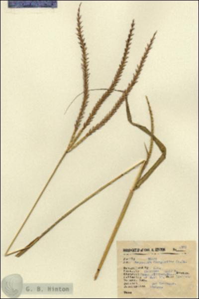 URN_catalog_HBHinton_herbarium_2183.jpg.jpg