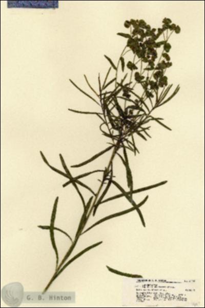 URN_catalog_HBHinton_herbarium_21451.jpg.jpg