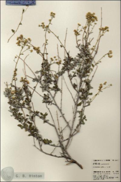 URN_catalog_HBHinton_herbarium_23357.jpg.jpg