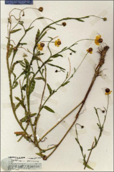 URN_catalog_HBHinton_herbarium_19944.jpg.jpg