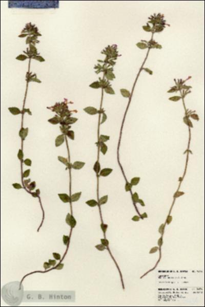 URN_catalog_HBHinton_herbarium_24134.jpg.jpg