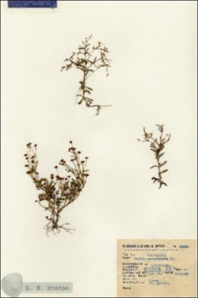 URN_catalog_HBHinton_herbarium_15215.jpg.jpg