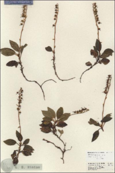 URN_catalog_HBHinton_herbarium_23972.jpg.jpg