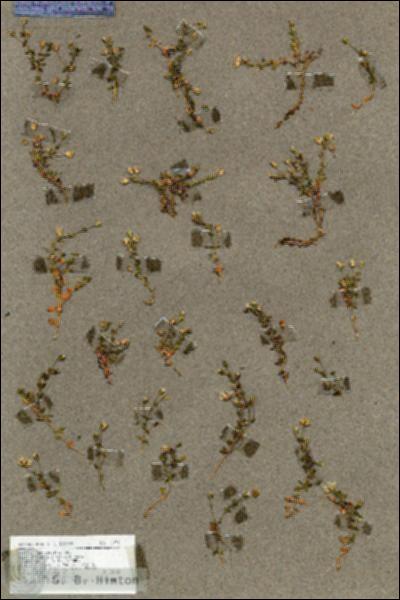 URN_catalog_HBHinton_herbarium_17910.jpg.jpg