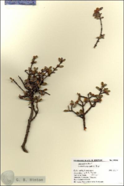 URN_catalog_HBHinton_herbarium_18268.jpg.jpg