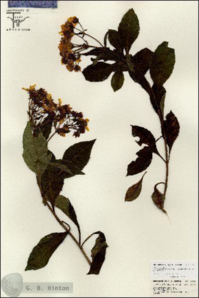 URN_catalog_HBHinton_herbarium_26725.jpg.jpg