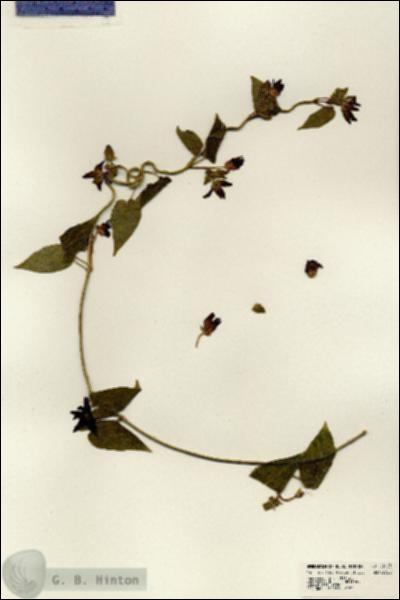URN_catalog_HBHinton_herbarium_23123.jpg.jpg