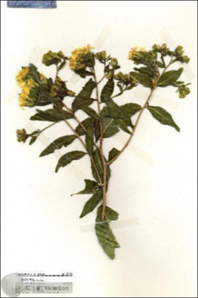 URN_catalog_HBHinton_herbarium_20021.jpg.jpg