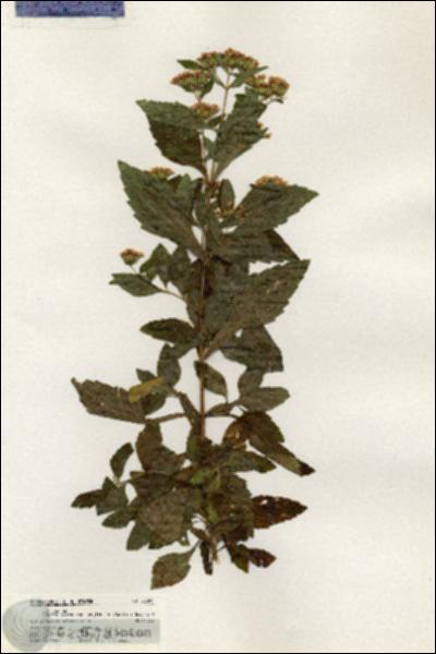 URN_catalog_HBHinton_herbarium_20905.jpg.jpg