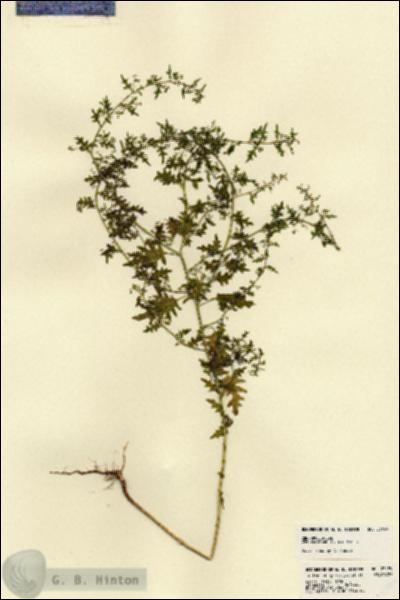 URN_catalog_HBHinton_herbarium_23499.jpg.jpg