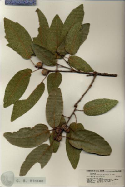URN_catalog_HBHinton_herbarium_21206.jpg.jpg