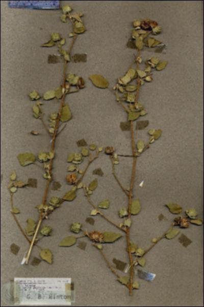 URN_catalog_HBHinton_herbarium_17734.jpg.jpg