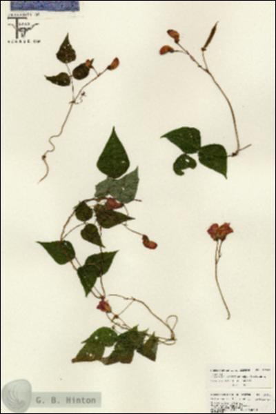 URN_catalog_HBHinton_herbarium_26054.jpg.jpg