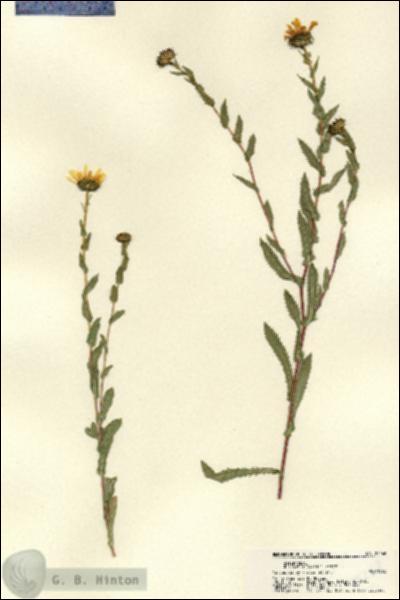URN_catalog_HBHinton_herbarium_22268.jpg.jpg