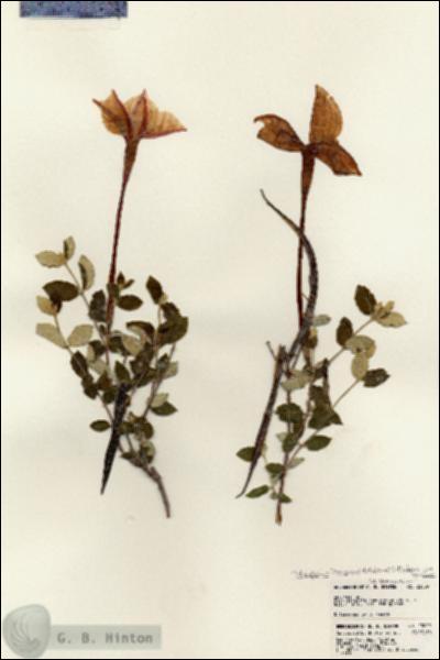 URN_catalog_HBHinton_herbarium_23009.jpg.jpg