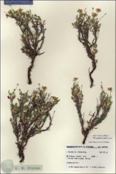URN_catalog_HBHinton_herbarium_28595.jpg.jpg