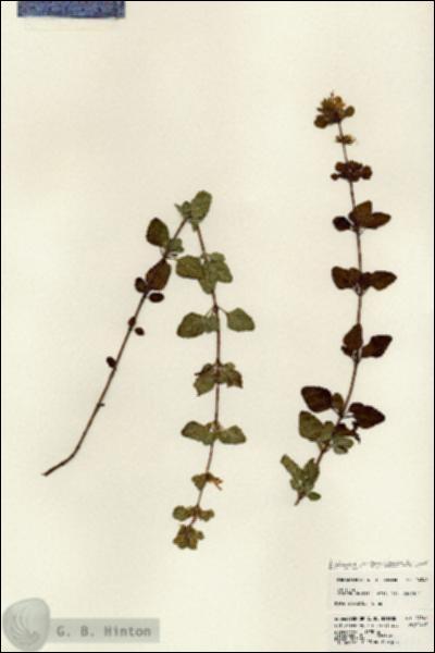 URN_catalog_HBHinton_herbarium_24541.jpg.jpg