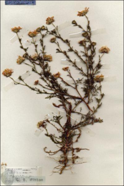URN_catalog_HBHinton_herbarium_18676.jpg.jpg