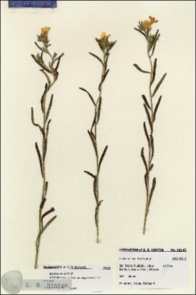 URN_catalog_HBHinton_herbarium_18143.jpg.jpg