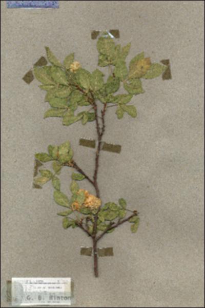 URN_catalog_HBHinton_herbarium_18259.jpg.jpg