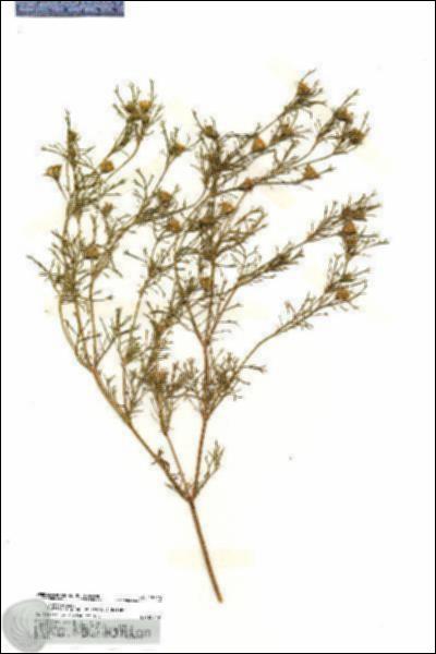 URN_catalog_HBHinton_herbarium_19720.jpg.jpg