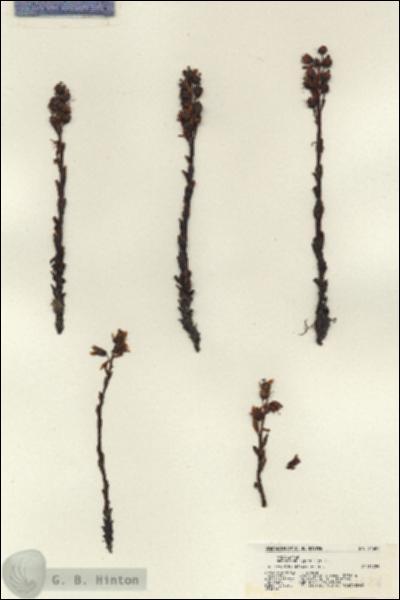 URN_catalog_HBHinton_herbarium_21624.jpg.jpg