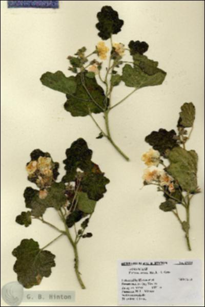 URN_catalog_HBHinton_herbarium_19334.jpg.jpg