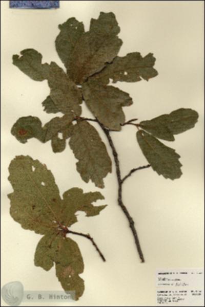 URN_catalog_HBHinton_herbarium_23446.jpg.jpg
