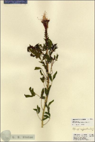 URN_catalog_HBHinton_herbarium_22865.jpg.jpg