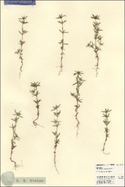 URN_catalog_HBHinton_herbarium_23430.jpg.jpg