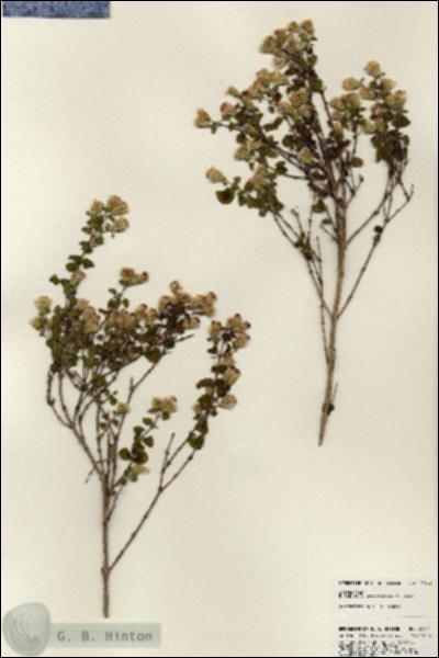 URN_catalog_HBHinton_herbarium_23891.jpg.jpg