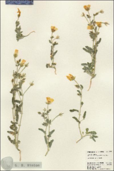 URN_catalog_HBHinton_herbarium_23558.jpg.jpg