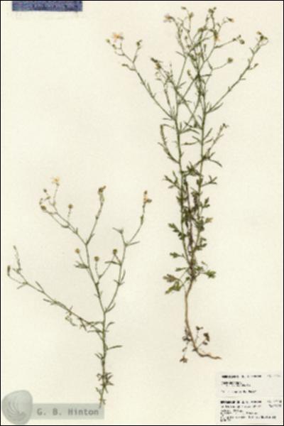 URN_catalog_HBHinton_herbarium_24173.jpg.jpg