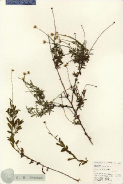 URN_catalog_HBHinton_herbarium_24629.jpg.jpg
