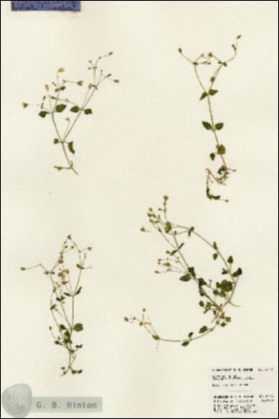 URN_catalog_HBHinton_herbarium_24112.jpg.jpg