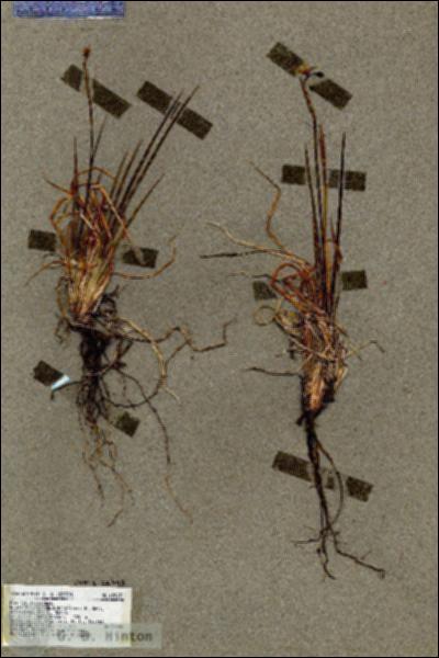 URN_catalog_HBHinton_herbarium_18963.jpg.jpg