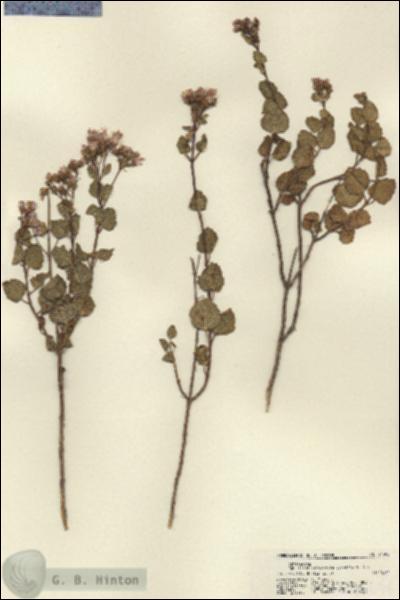 URN_catalog_HBHinton_herbarium_21595.jpg.jpg